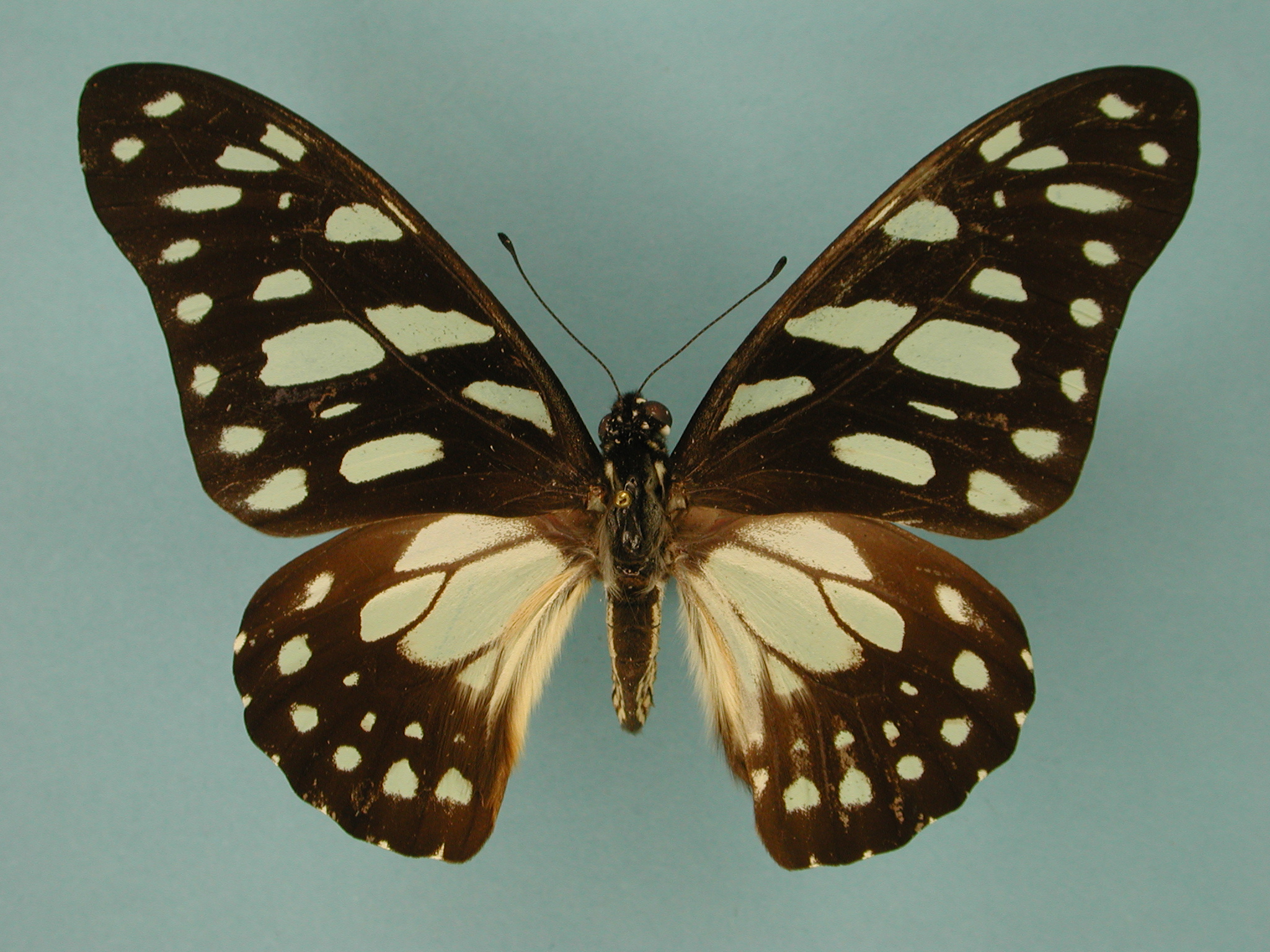 Graphium leonidas leonidas Fabricius, 1793