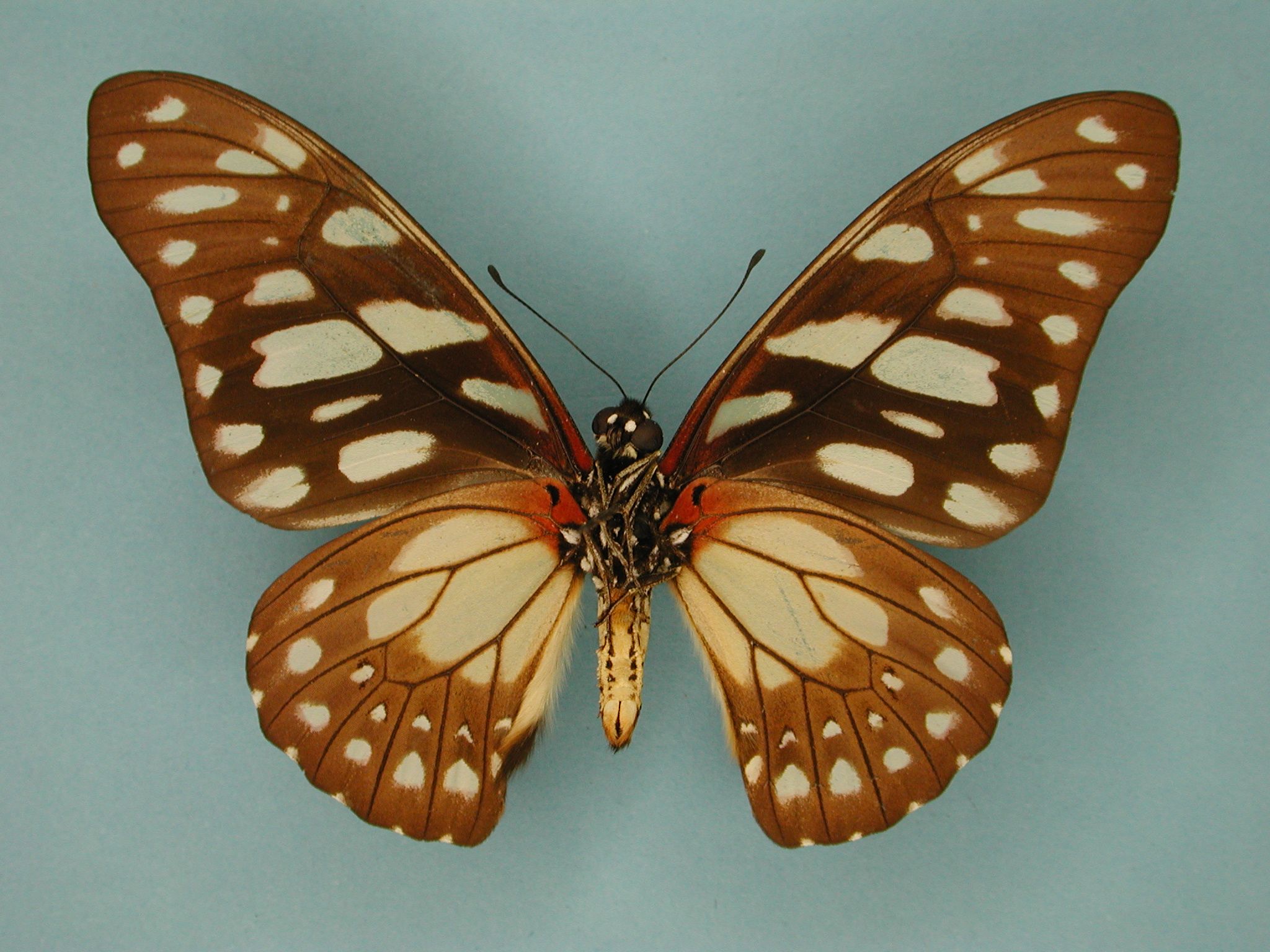 Graphium leonidas leonidas Fabricius, 1793